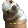 perritos memes 🐕 10
