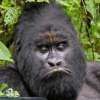 monos macaco changos 3😎 5