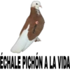 FOFITO ✔ ÉCHALE PICHÓN A LA VIDA