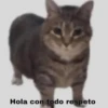 Michis Para Contestar 🐈‍⬛ 5