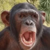 monos macaco changos 3😎 6