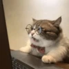 Cats 7
