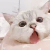 Cats 8