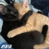 🐈Meowcitos 🐱 8