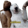 perritos memes 🐕 12