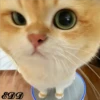 2🐈Meowcitos 🐱 9