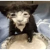 Random Cat Meme V1 8