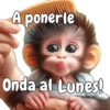 🙉🙊Lunes con Monos🙈🐵 9