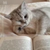 Cats 9