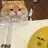 2🐈Meowcitos 🐱 10