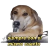 perritos memes 🐕 13