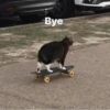 Cats 10