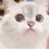 Cats 11