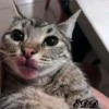 🐈Meowcitos 🐱 12