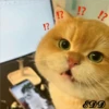 2🐈Meowcitos 🐱 12