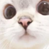 Cats 12