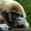 monos macaco changos 3😎 7