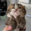 🐈Meowcitos 🐱 13