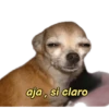 perritos memes 🐕 15