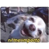 perritos memes 🐕 16
