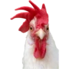 Animals + 5