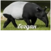 богдан