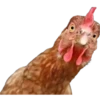 Animals + 6