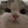 🐈Meowcitos 🐱 15