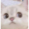 Random Cat Meme V1 11