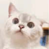 Cats 13