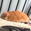 2🐈Meowcitos 🐱 13