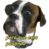 perritos memes 🐕 17