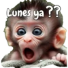 🙉🙊Lunes con Monos🙈🐵 12