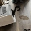 🐈Meowcitos 🐱 17