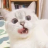 Cats 14