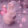Capibara 🧸✨ 6