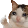 Animals + 7