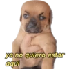 perritos memes 🐕 19