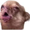 perritos memes 🐕 20