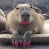 Capibara 🧸✨ 7