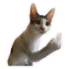 Fuck You 13