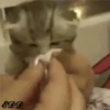 🐈Meowcitos 🐱 19
