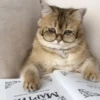 Cats 15