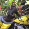 monos macaco changos 3😎 10