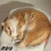 2🐈Meowcitos 🐱 18