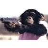 monos macaco changos 3😎 12