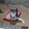 🐈Meowcitos 🐱 21
