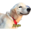 perritos memes 🐕 21