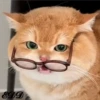 2🐈Meowcitos 🐱 21