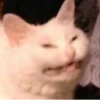 Cats 17